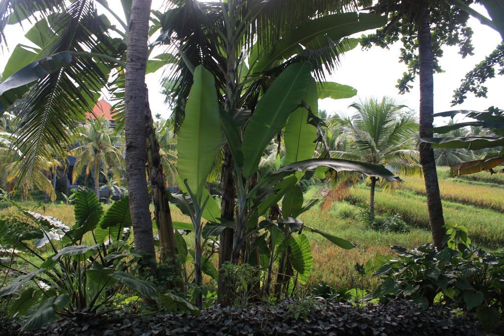 Wonder-Land Villa Ubud Exteriör bild
