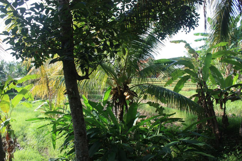Wonder-Land Villa Ubud Exteriör bild